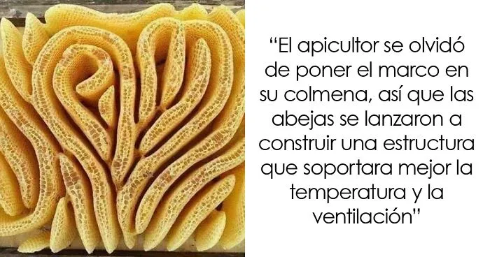La gente comparte sus inesperados momentos de tripofobia, y aquí hay 25 fotos que los asustaron