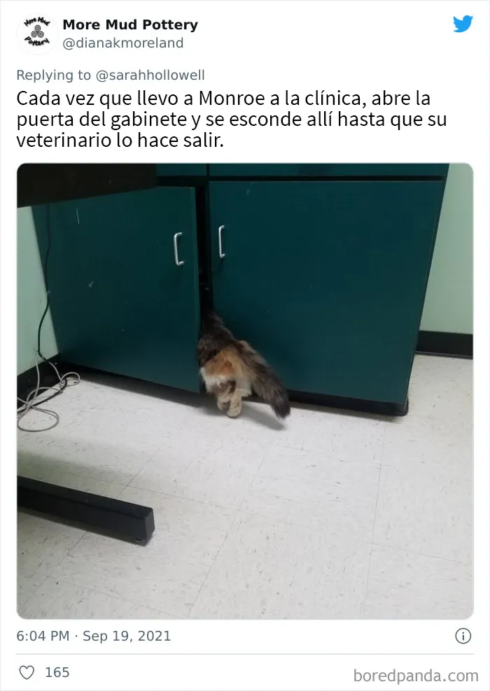 40 Dueños de gatos muestran los sitios más insólitos en los que han encontrado a sus mascotas