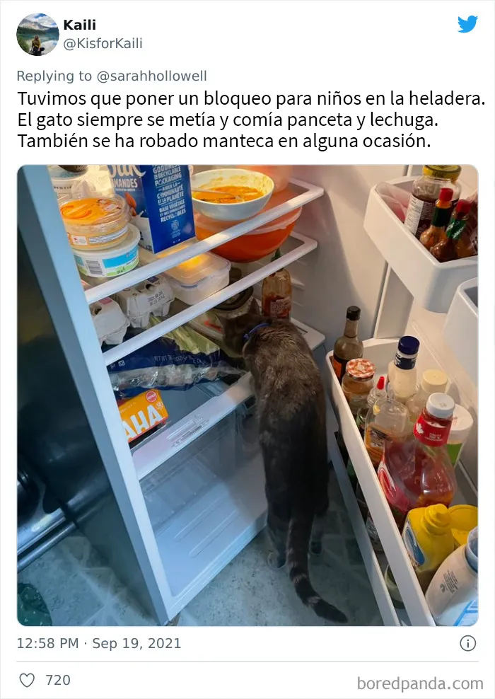 40 Dueños de gatos muestran los sitios más insólitos en los que han encontrado a sus mascotas
