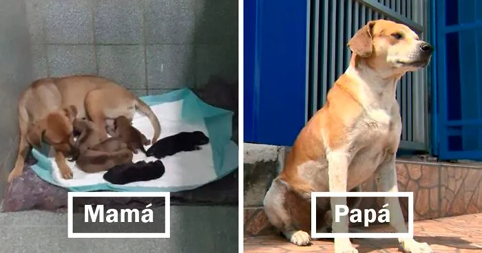 Este papá perro esperó fuera de la clínica veterinaria mientras la madre daba a luz a 6 cachorros