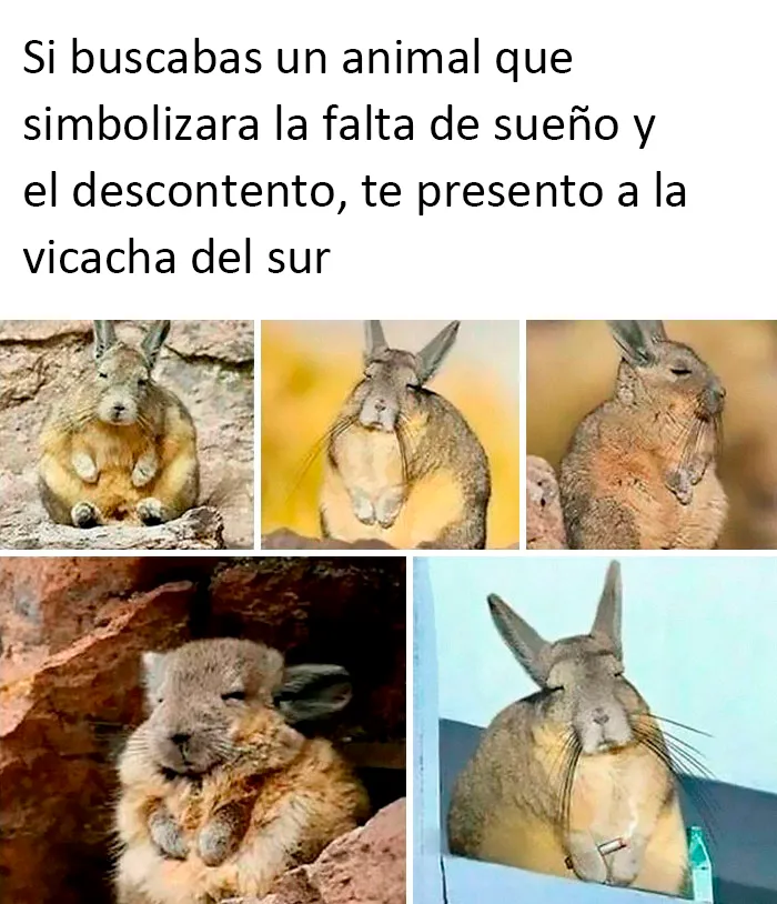 La vizcacha del sur es una especie de roedor nativo de Argentina, Bolivia, Chile y Perú. Pasa gran parte del día tomando el sol, aseándose y descansando