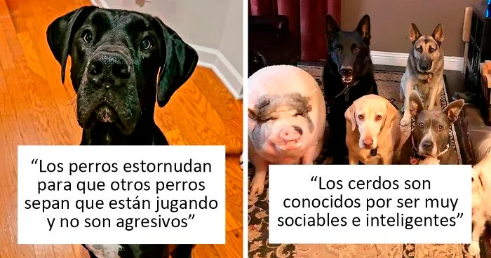 30 Datos poco conocidos sobre los animales que te harán decir "oooh" (nuevas fotos)
