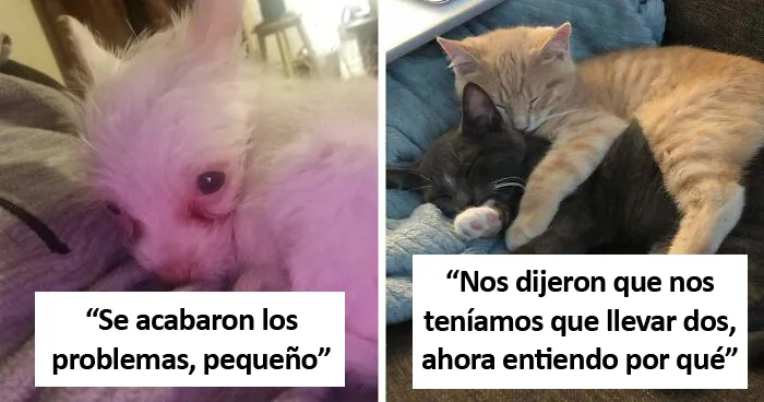 Las 50 fotos de adopciones de mascotas más reconfortantes del mes de Enero