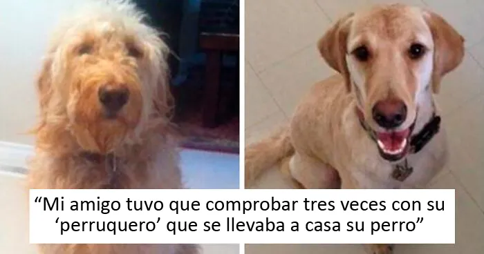 40 Personas que llevaron sus perros a la peluquería y creyeron que les devolvieron al perro equivocado