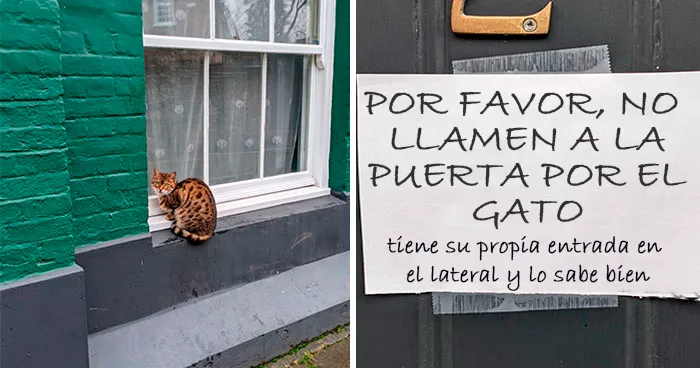 28 Gatos tan audaces que sus dueños tuvieron que poner carteles para avisar a los demás