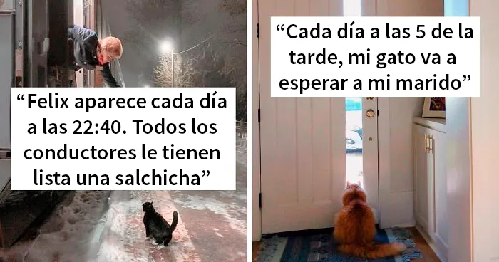50 Reconfortantes imágenes de gatos que te alegrarán el corazón (Nuevas fotos)