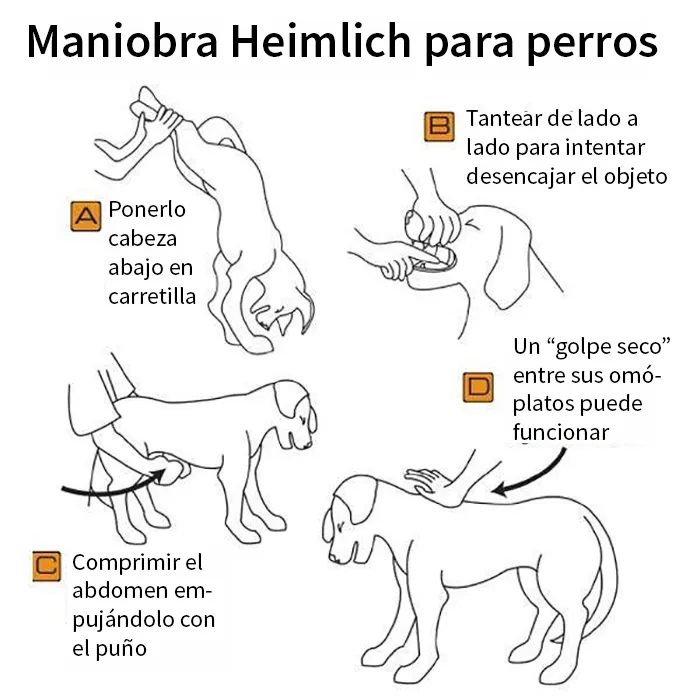 Cómo Salvar A Un Perro Que Se Ahoga