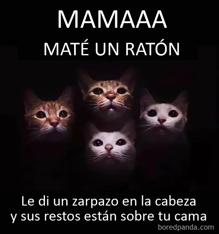 20 Memes de gatos creados claramente por gente que vive con ellos