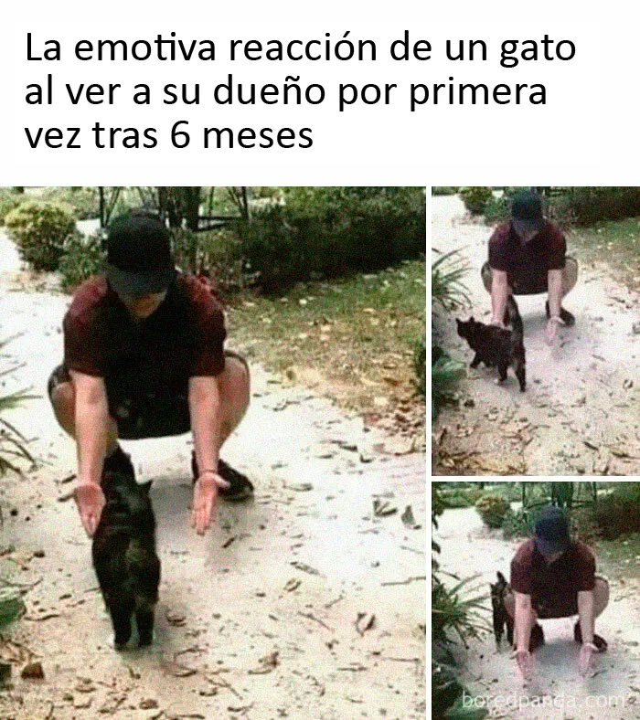 20 Memes de gatos creados claramente por gente que vive con ellos