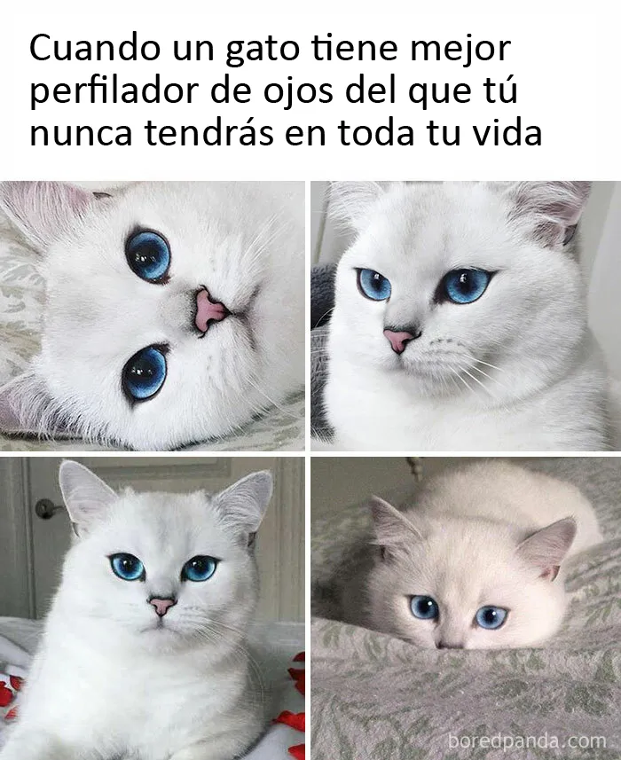 20 Memes de gatos creados claramente por gente que vive con ellos