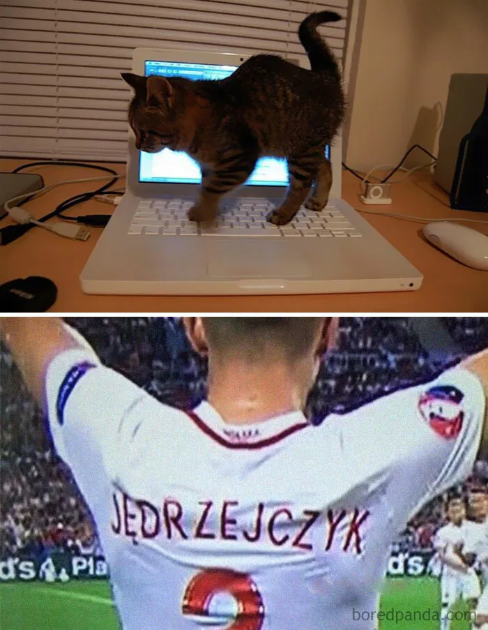 20 Memes de gatos creados claramente por gente que vive con ellos