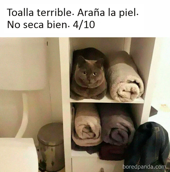 20 Memes de gatos creados claramente por gente que vive con ellos