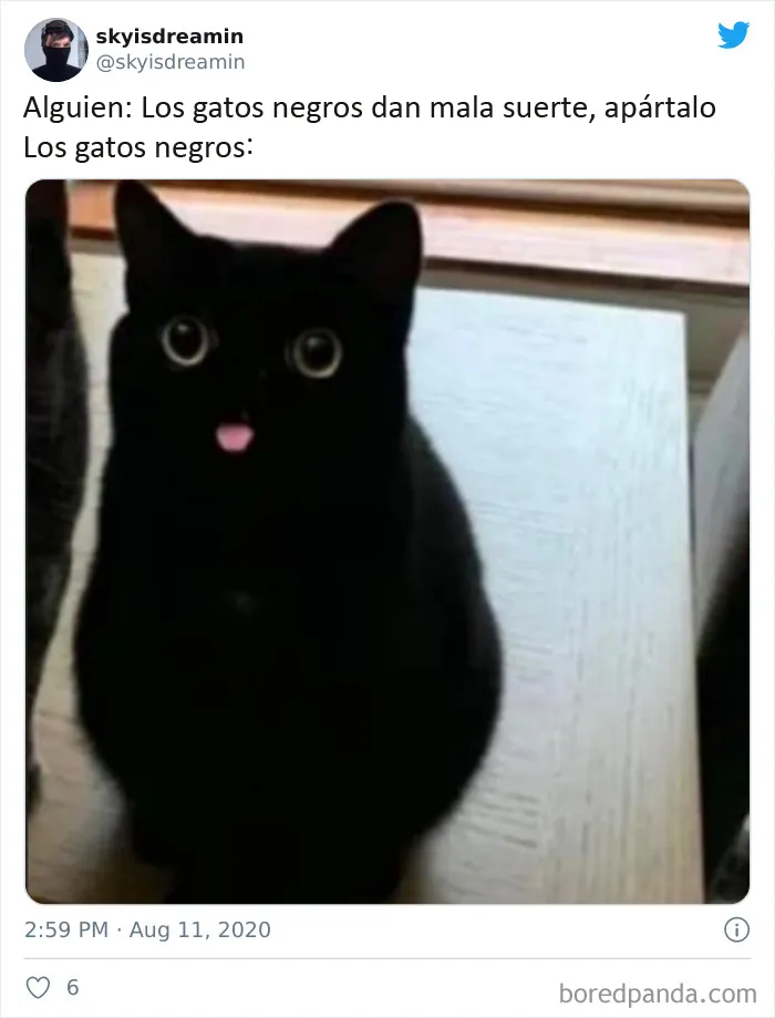 20 Memes de gatos creados claramente por gente que vive con ellos