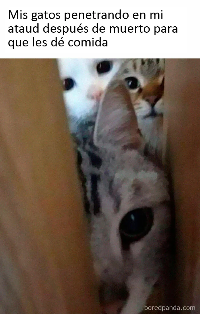 20 Memes de gatos creados claramente por gente que vive con ellos