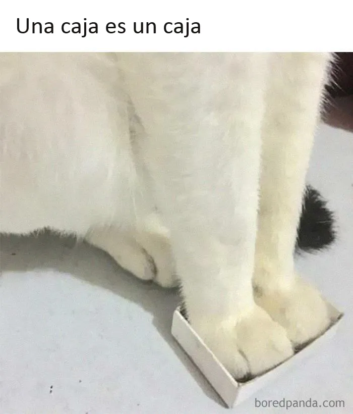 20 Memes de gatos creados claramente por gente que vive con ellos