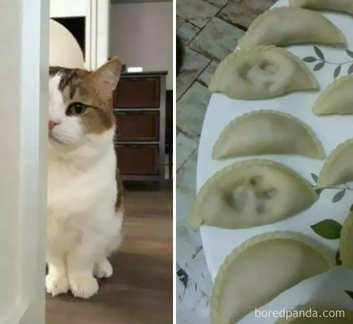 20 Memes de gatos creados claramente por gente que vive con ellos