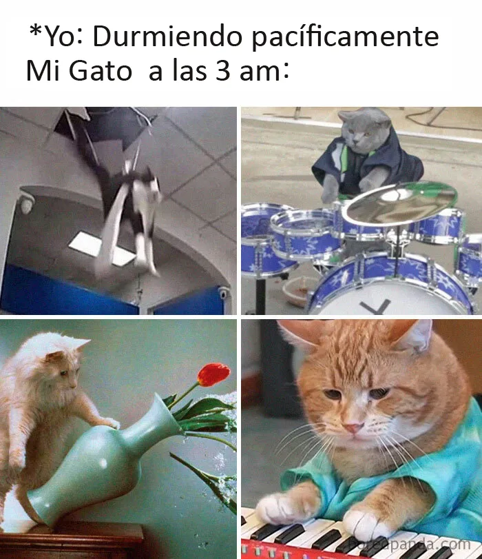 20 Memes de gatos creados claramente por gente que vive con ellos