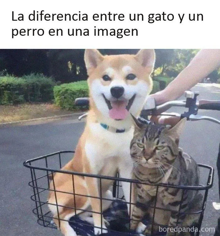 20 Memes de gatos creados claramente por gente que vive con ellos