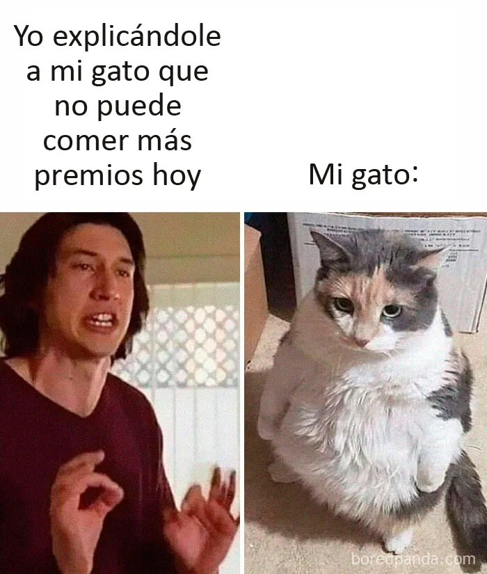 20 Memes de gatos creados claramente por gente que vive con ellos