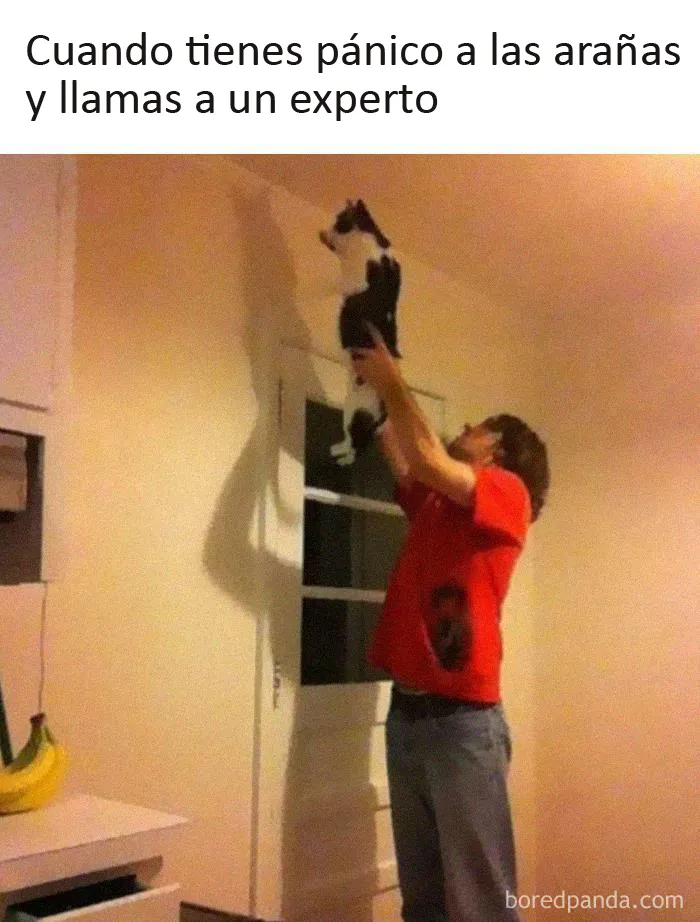 20 Memes de gatos creados claramente por gente que vive con ellos