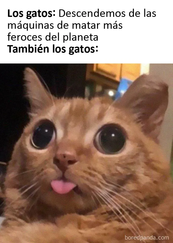 20 Memes de gatos creados claramente por gente que vive con ellos