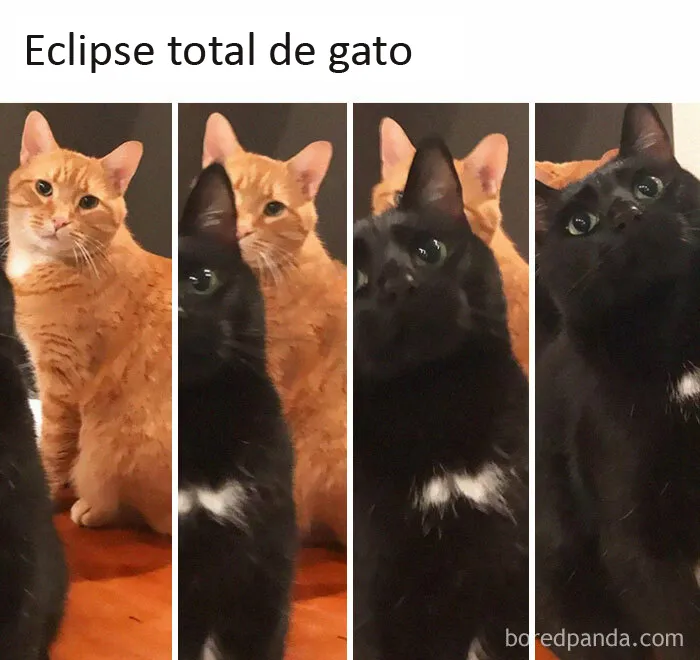 20 Memes de gatos creados claramente por gente que vive con ellos