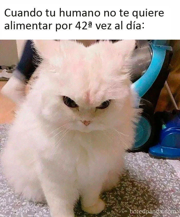 20 Memes de gatos creados claramente por gente que vive con ellos