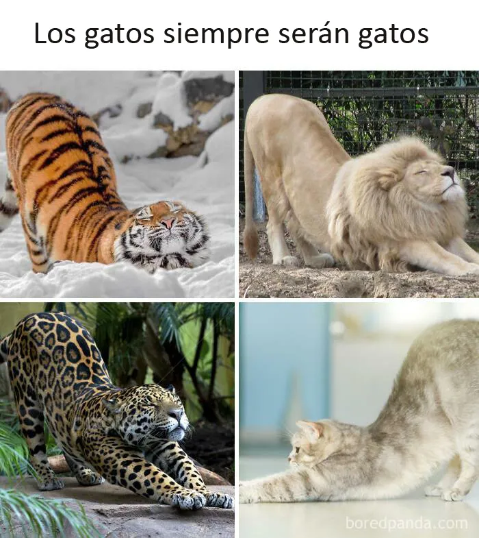 20 Memes de gatos creados claramente por gente que vive con ellos