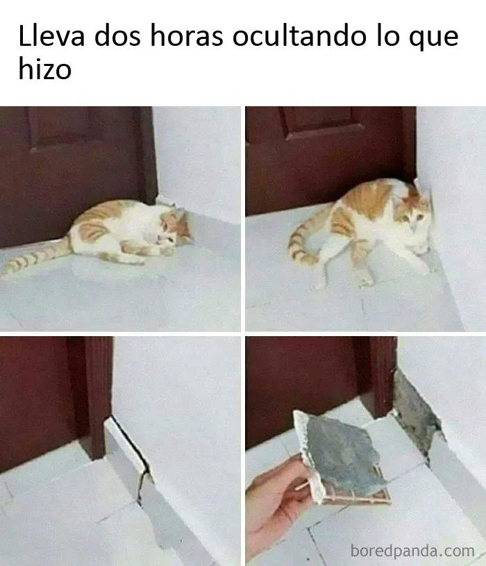 20 Memes de gatos creados claramente por gente que vive con ellos