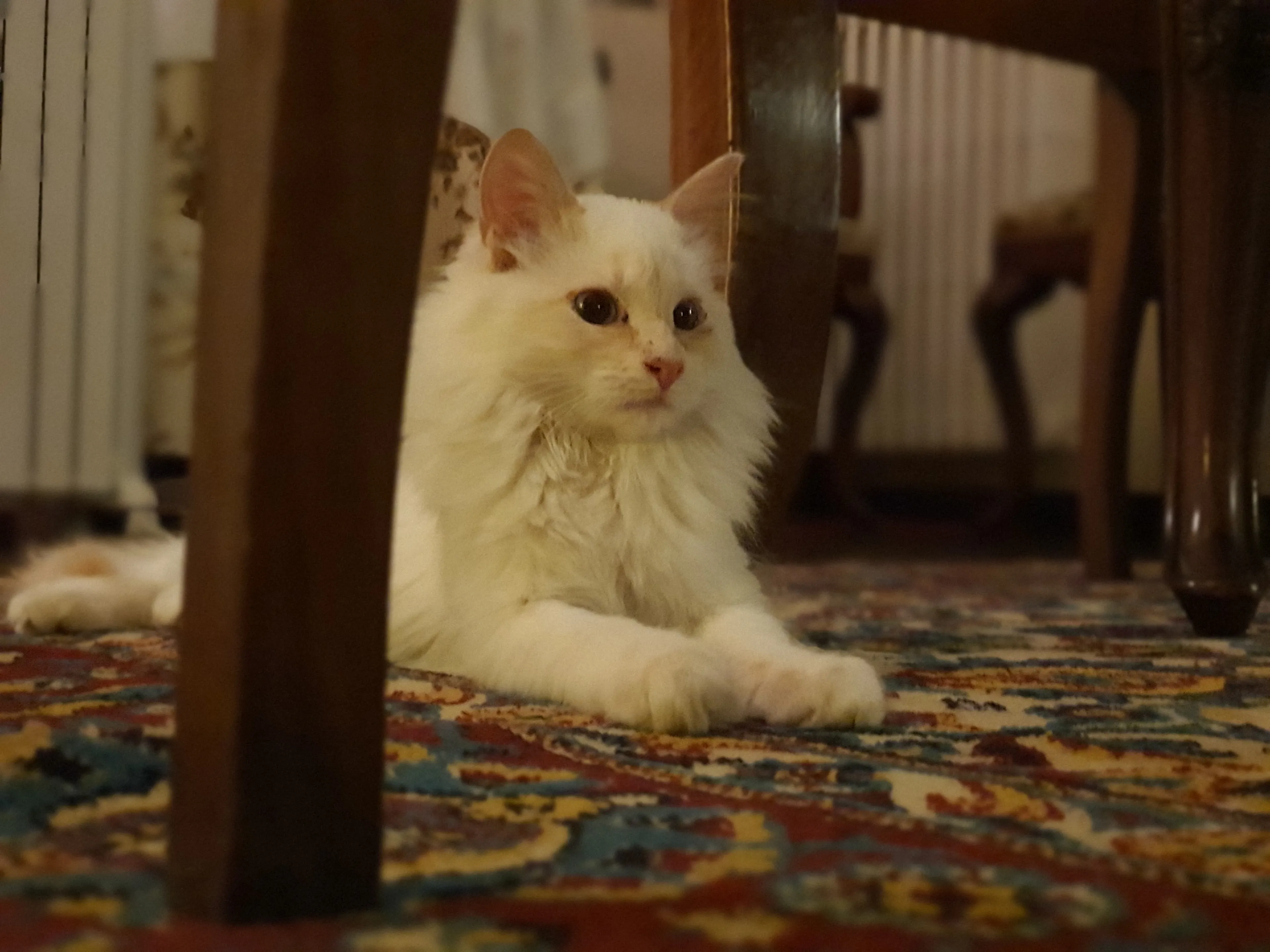 Thelma, Abandonada Por Su Madre Y Por La Dueña De La Casa Donde Vivia