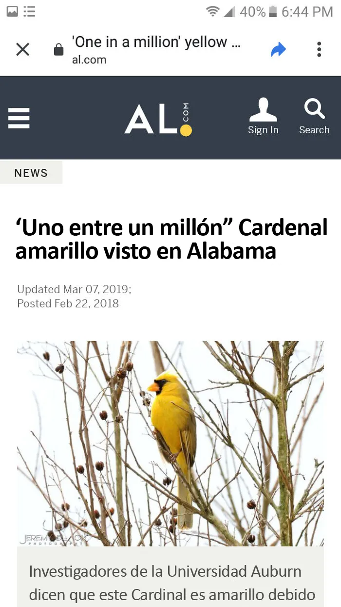 Cardenal brillante