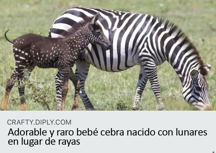 Cebra con lunares