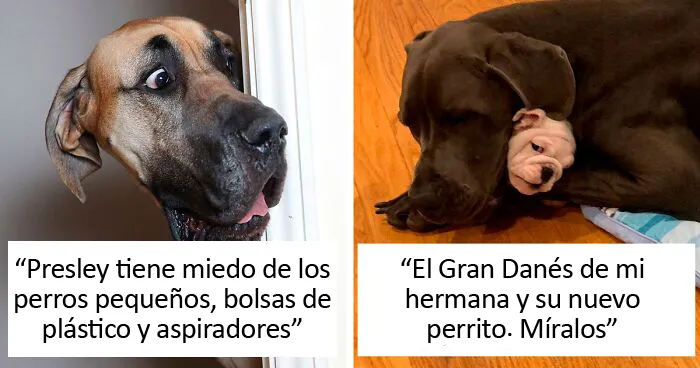 50 Perros de la raza Gran Danés que no son conscientes de su tamaño (Nuevas imágenes)