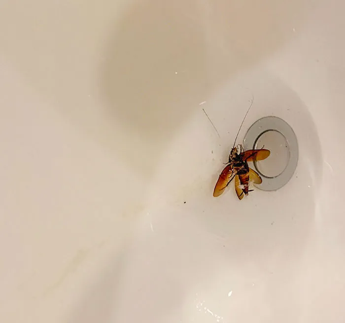 Estaba Bebiendo Agua Medio Dormido De La Botella Que Tengo Junto A La Cama Y Noté Algo Sólido Que Escupí Enseguida