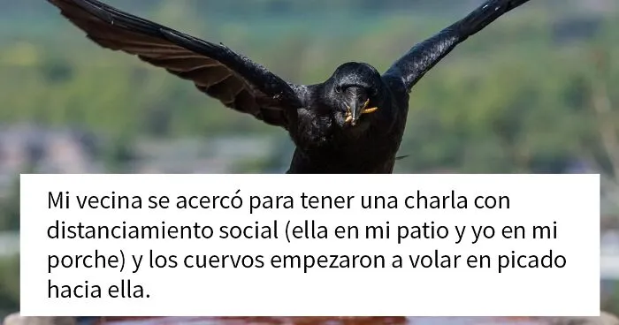 Esta mujer comparte cómo creó un "ejército de cuervos" alimentándolos, y posiblemente salvaron la vida de un vecino