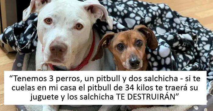 20 Tuits de dueños de perros salchicha contando cómo es tener mascotas con tanta personalidad
