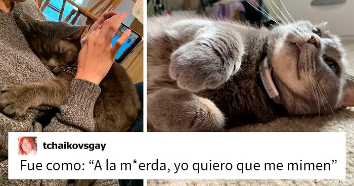 Esta gata silvestre decidió que quería vivir con humanos, así que se autoinvitó a una casa y nunca se fue