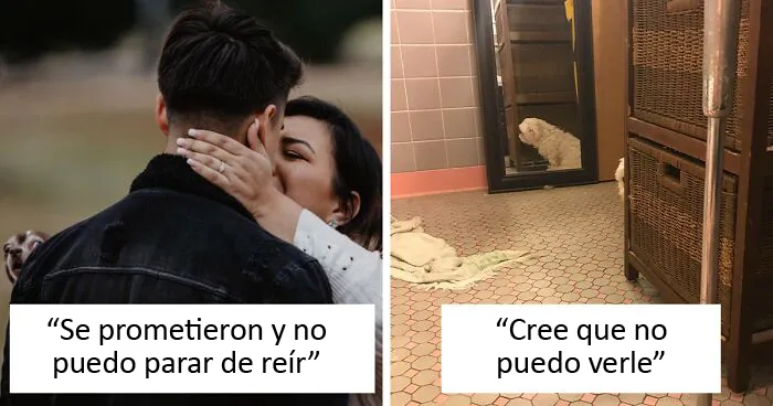 50 Perros fisgones que no pudieron evitar meter las narices en asuntos ajenos
