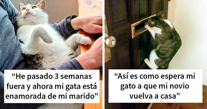 50 Mascotas sinvergüenzas que le robaron la pareja a sus dueños y no se arrepienten (fotos nuevas)