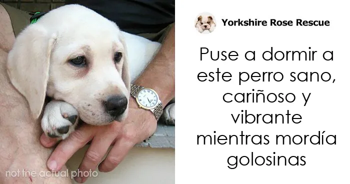 Este veterinario se vio obligado a sacrificar a un cachorro sano y pide a la gente que se lo piense bien antes de adquirir un perro durante el confinamiento