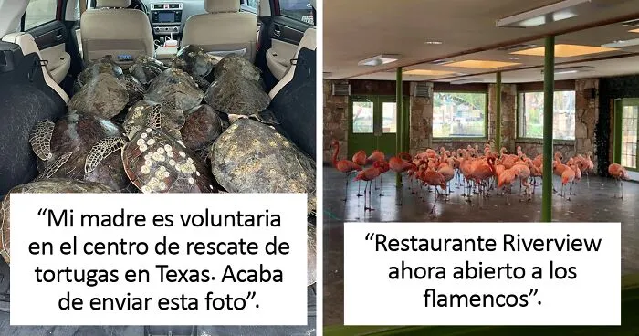 En Texas están resguardando a todo tipo de animales para protegerlos de la ola de frío (19 fotos)