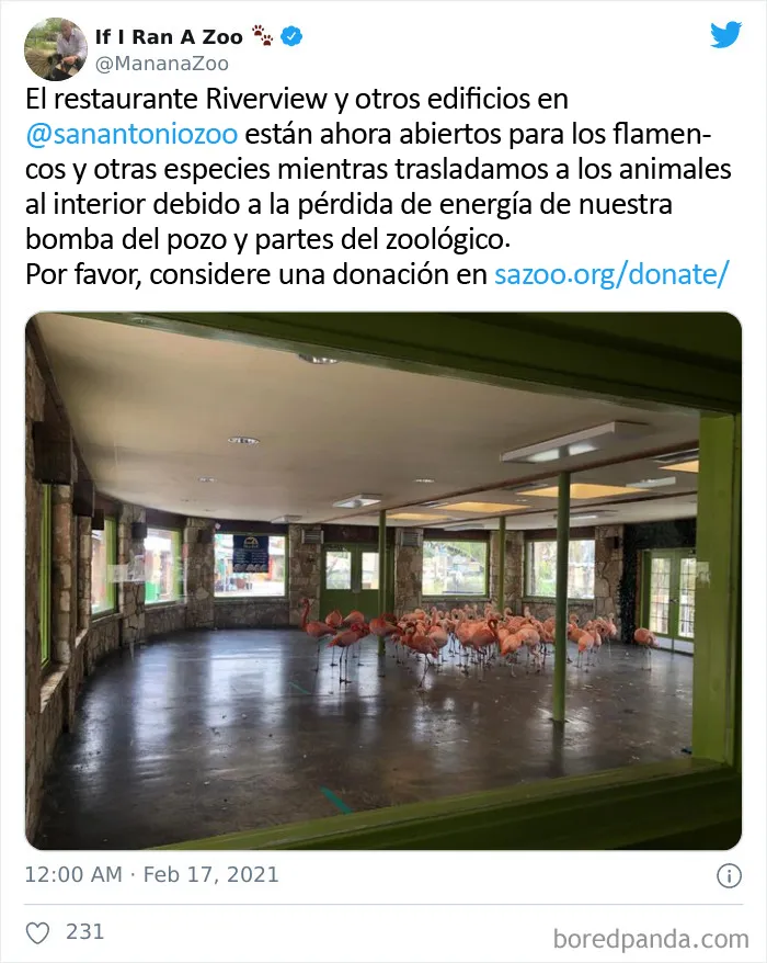 En Texas están resguardando a todo tipo de animales para protegerlos de la ola de frío (19 fotos)