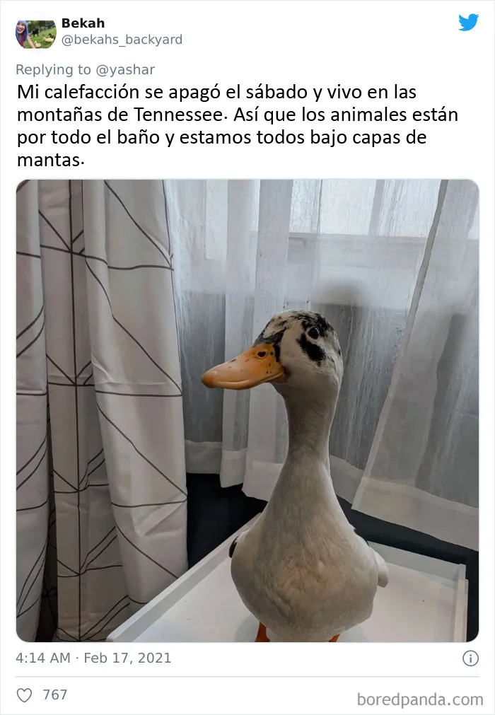 En Texas están resguardando a todo tipo de animales para protegerlos de la ola de frío (19 fotos)