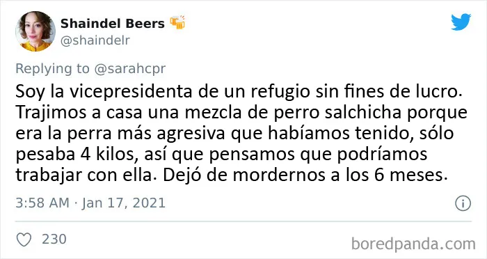 20 Tuits de dueños de perros salchicha contando cómo es tener mascotas con tanta personalidad