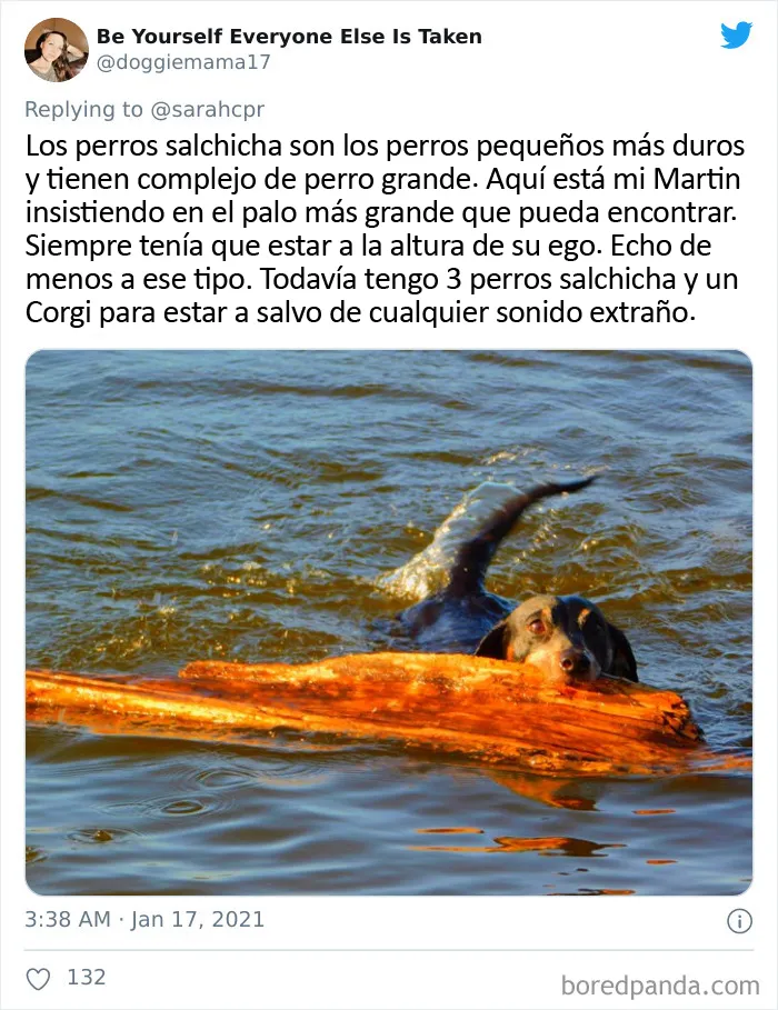 20 Tuits de dueños de perros salchicha contando cómo es tener mascotas con tanta personalidad