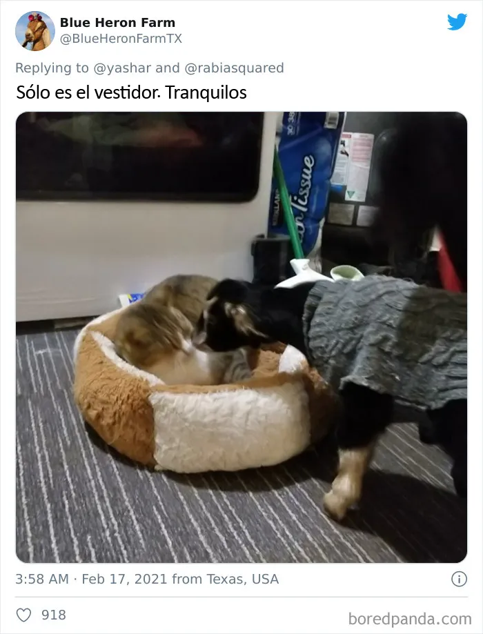 En Texas están resguardando a todo tipo de animales para protegerlos de la ola de frío (19 fotos)