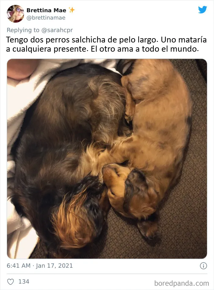 20 Tuits de dueños de perros salchicha contando cómo es tener mascotas con tanta personalidad