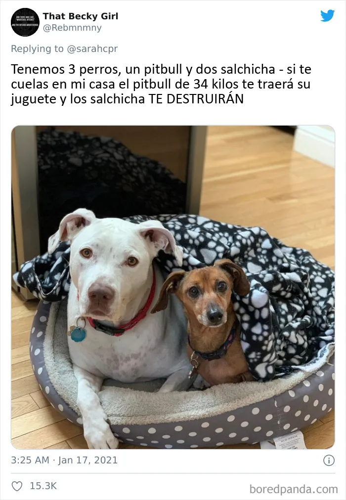 20 Tuits de dueños de perros salchicha contando cómo es tener mascotas con tanta personalidad