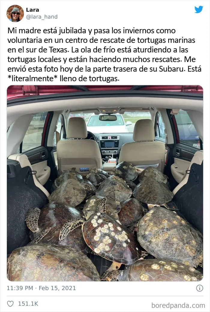 En Texas están resguardando a todo tipo de animales para protegerlos de la ola de frío (19 fotos)