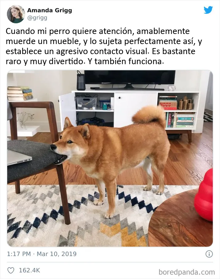Un perro tan bonito
